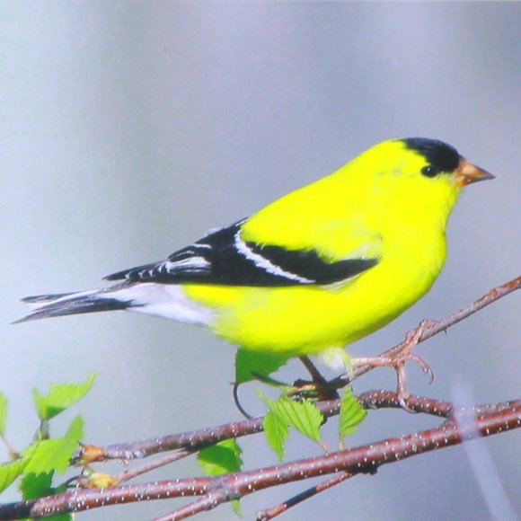 A Beautiful 8" x 10" Goldfinch Print - Picture 2 of 3